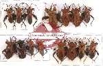 Scientific lot no. 191 Heteroptera (Coreidae) (15 pcs A-, A2)