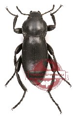 Tenebrionidae sp. 43 (10 pcs)