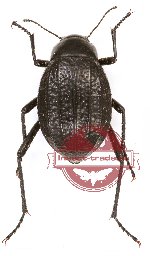Tenebrionidae sp. 74