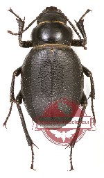 Tenebrionidae sp. 57A