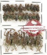 Scientific lot no. 265 Curculionidae (25 pcs)
