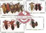 Scientific lot no. 250 Heteroptera (Reduviidae) (14 pcs)