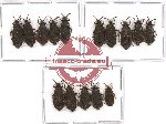 Scientific lot no. 271 Heteroptera (Aradiidae) (15 pcs - 5 pcs A2)
