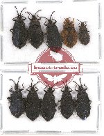 Scientific lot no. 268 Heteroptera (Aradiidae) (10 pcs - 5 pcs A2)