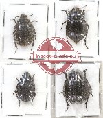 Scientific lot no. 2AAA Tenebrionidae (4 pcs)