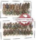 Scientific lot no. 266 Curculionidae (40 pcs)