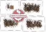 Scientific lot no. 257 Curculionidae (18 pcs - 5 pcs A2)
