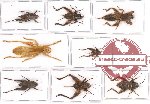 Scientific lot no. 15 Orthoptera (8 pcs A, A-, A2)