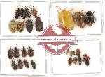 Scientific lot no. 272 Heteroptera (28 pcs)