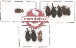 Scientific lot no. 239 Heteroptera (Aradiidae) (9 pcs)
