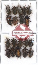 Scientific lot no. 269 Heteroptera (19 pcs - +9 pcs A2)