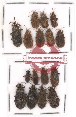 Scientific lot no. 224 Heteroptera (Aradiidae) (16 pcs)