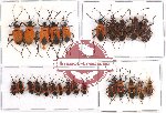 Scientific lot no. 281 Heteroptera (25 pcs A, A-, A2)