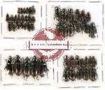 Scientific lot no. 199 Carabidae (Harpalini) (50 pcs)