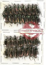 Scientific lot no. 198 Carabidae (Harpalini) (31 pcs)