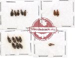Scientific lot no. 218 Carabidae (15 pcs A, A-, A2)