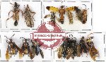 Scientific lot no. 139 Hymenoptera (14 pcs A, A-, A2)
