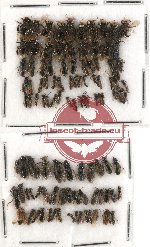Scientific lot no. 145 Hymenoptera (small spp.) (110 pcs)