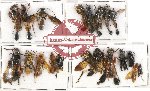 Scientific lot no. 136 Hymenoptera (20 pcs A, A-, A2)