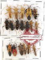 Scientific lot no. 238 Heteroptera (18 pcs)
