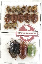 Scientific lot no. 226 Heteroptera (Pentatomidae) (17 pcs)