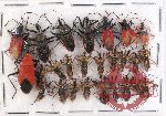 Scientific lot no. 244 Heteroptera (Reduviidae) (26 pcs)