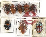 Scientific lot no. 229 Heteroptera (Pentatomidae) (8 pcs A, A-, A2)