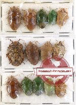 Scientific lot no. 236 Heteroptera (Pentatomidae) (14 pcs A, A-, A2)