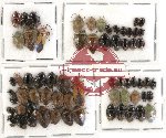 Scientific lot no. 282 Heteroptera (65 pcs)