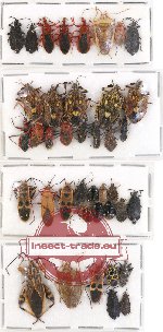 Scientific lot no. 288 Heteroptera (40 pcs - 13 pcs A2)