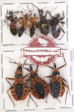 Scientific lot no. 234 Heteroptera (Reduviidae) (8 pcs A, A-, A2)