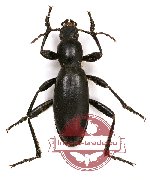 Tenebrionidae sp. 59A