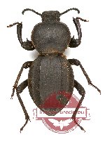 Tenebrionidae sp. 76 (10 pcs)