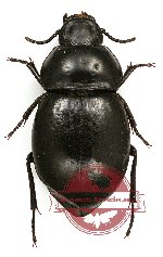 Tenebrionidae sp. 79A