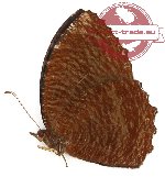 Elymnias hypermnestra nigrescens (A2)