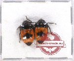 Scientific lot no. 345 Heteroptera (Scutellarinae) (2 pcs A2)