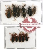 Scientific lot no. 336 Heteroptera (Reduviidae) (11 pcs)