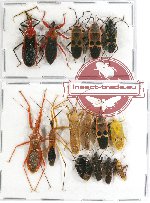 Scientific lot no. 335 Heteroptera (15 pcs A, A2)