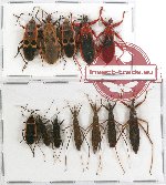Scientific lot no. 340 Heteroptera (Reduviidae) (12 pcs)