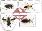 Scientific lot no. 338 Heteroptera (Reduviidae) (4 pcs - 1 pc A2)