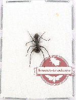 Formicidae sp. 63