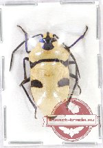 Scutellarinae sp. 38 (A2)