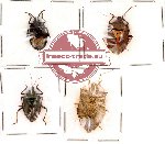 Scientific lot no. 6 Heteroptera (4 pcs)