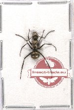 Formicidae sp. 45 (10 pcs)