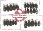 Scientific lot no. 13 (Araidae) (25 pcs)