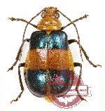 Chrysomelidae sp. 48