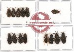 Scientific lot no. 169 Heteroptera (Aradiidae) (14 pcs)