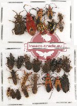 Scientific lot no. 304 Heteroptera (26 pcs)