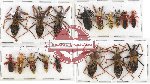 Scientific lot no. 325 Heteroptera (Reduviidae) (17 pcs A, A-, A2)