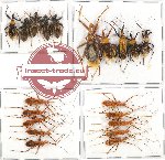 Scientific lot no. 329 Heteroptera (Reduviidae) (20 pcs A, A-, A2)